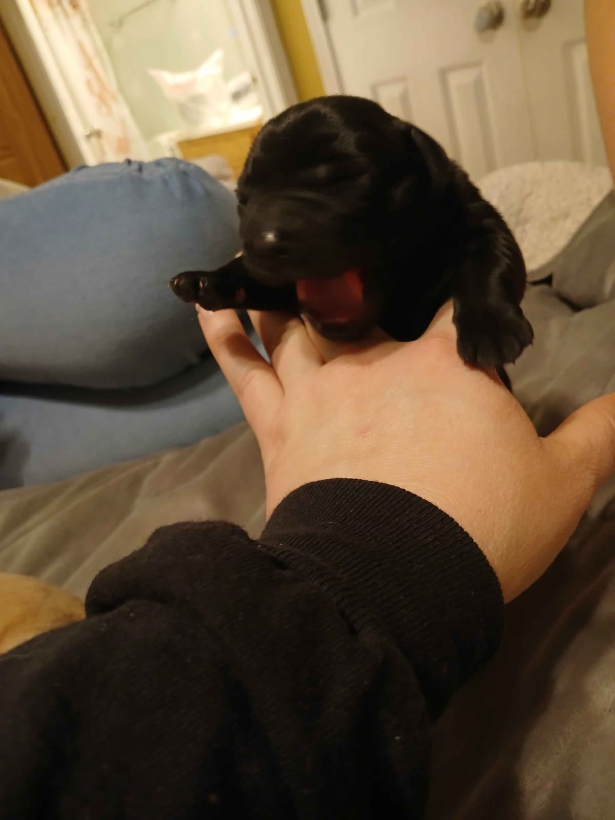 Labrador Retriever Puppies breeder image 3