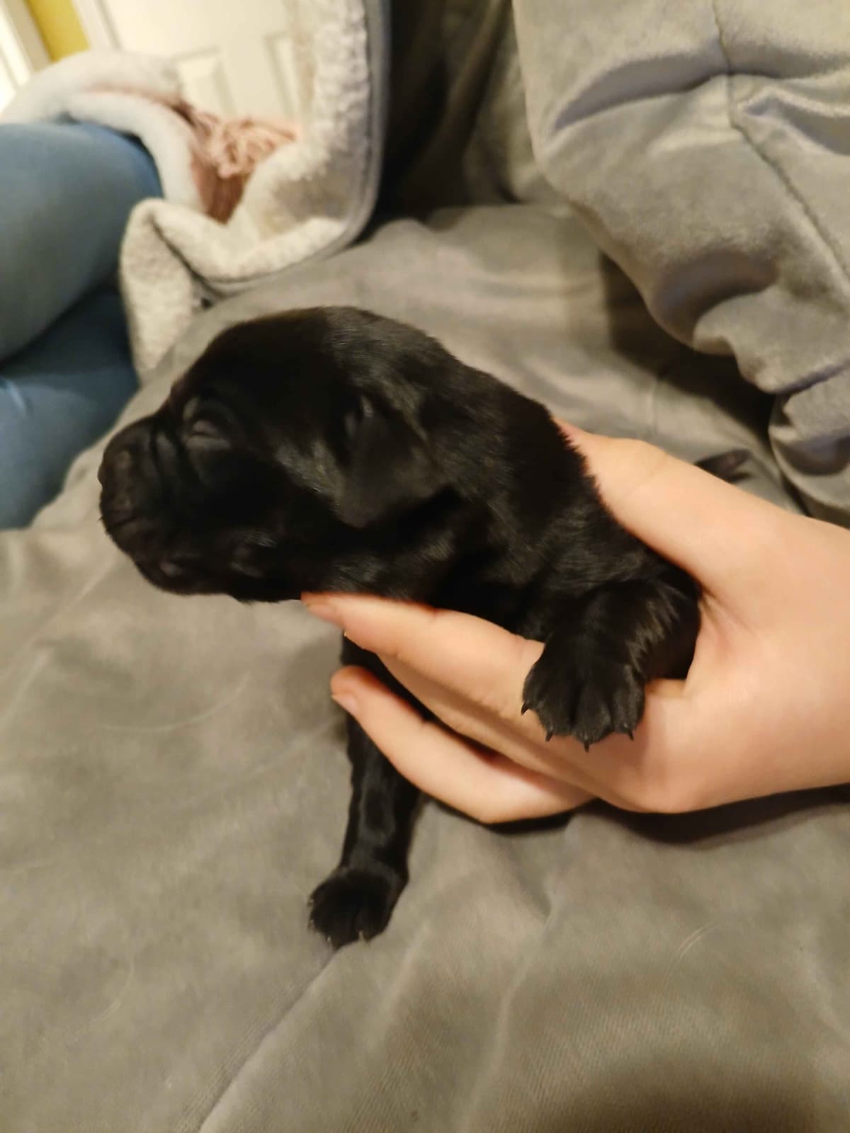 Labrador Retriever Puppies breeder image 8
