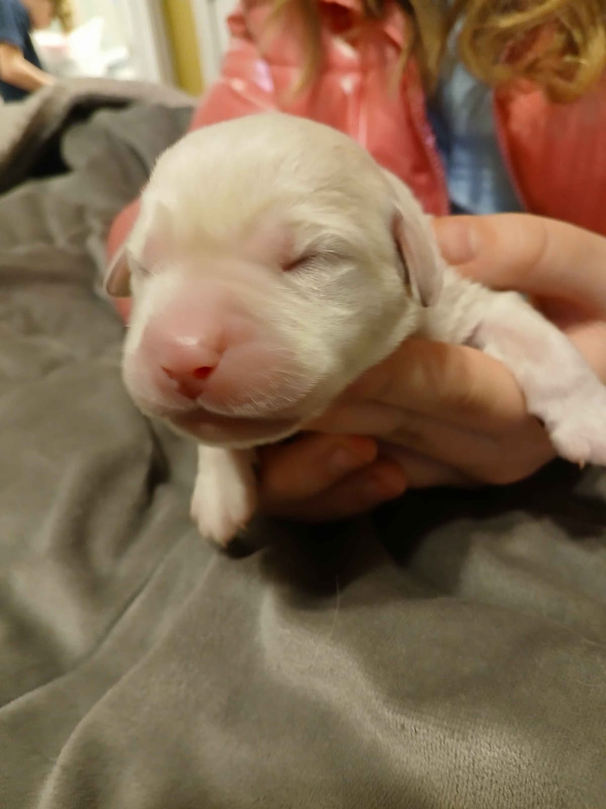 Labrador Retriever Puppies breeder image 5