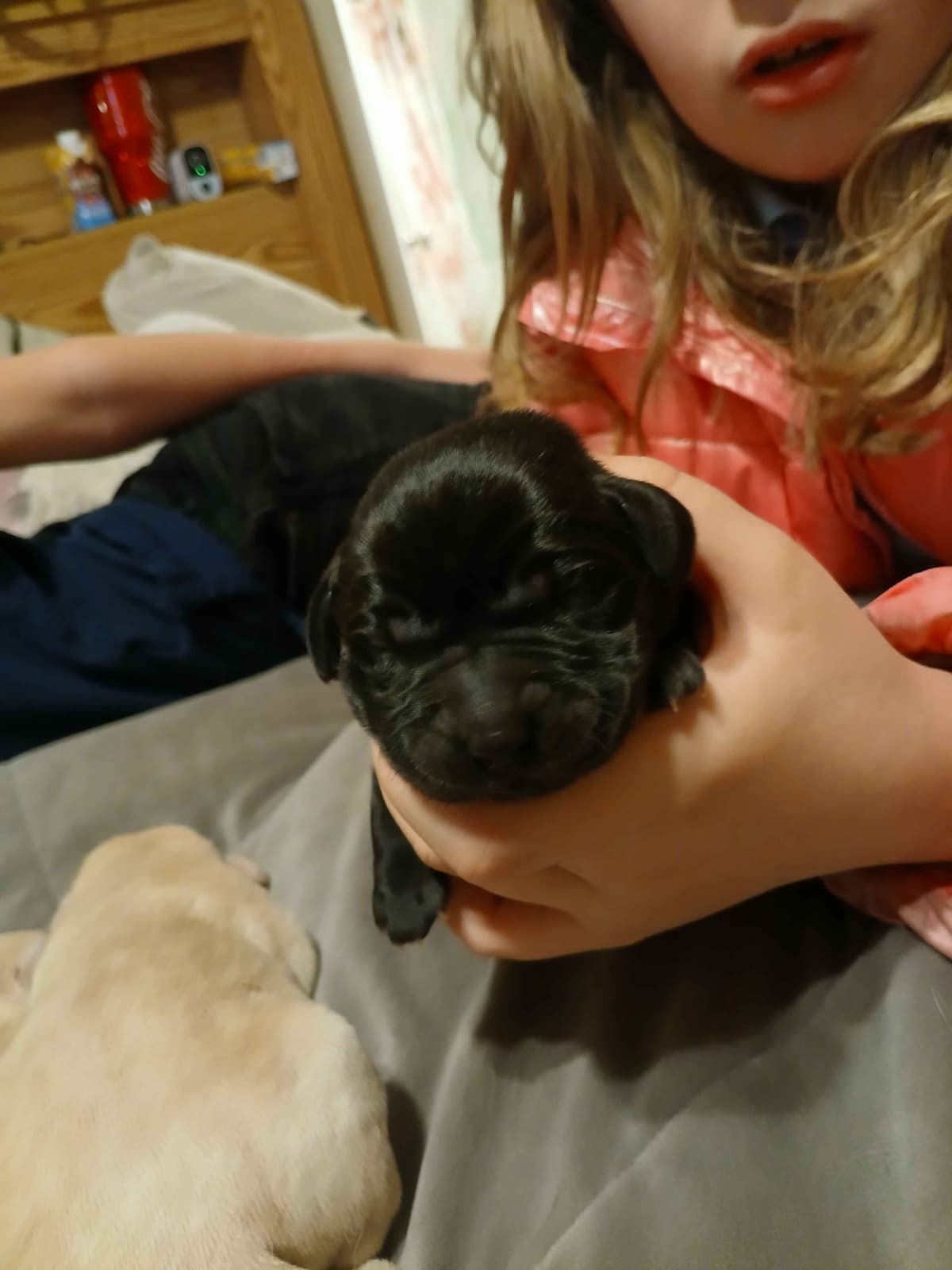 Labrador Retriever Puppies breeder image 4