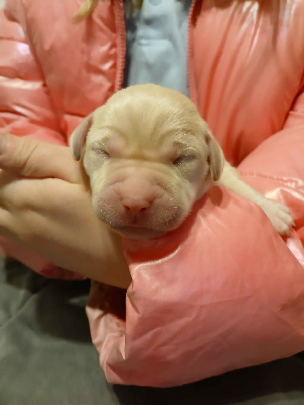 Labrador Retriever Puppies breeder image 9
