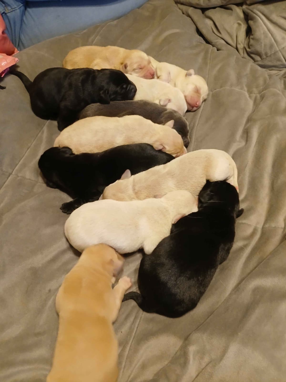 Labrador Retriever Puppies breeder image 10