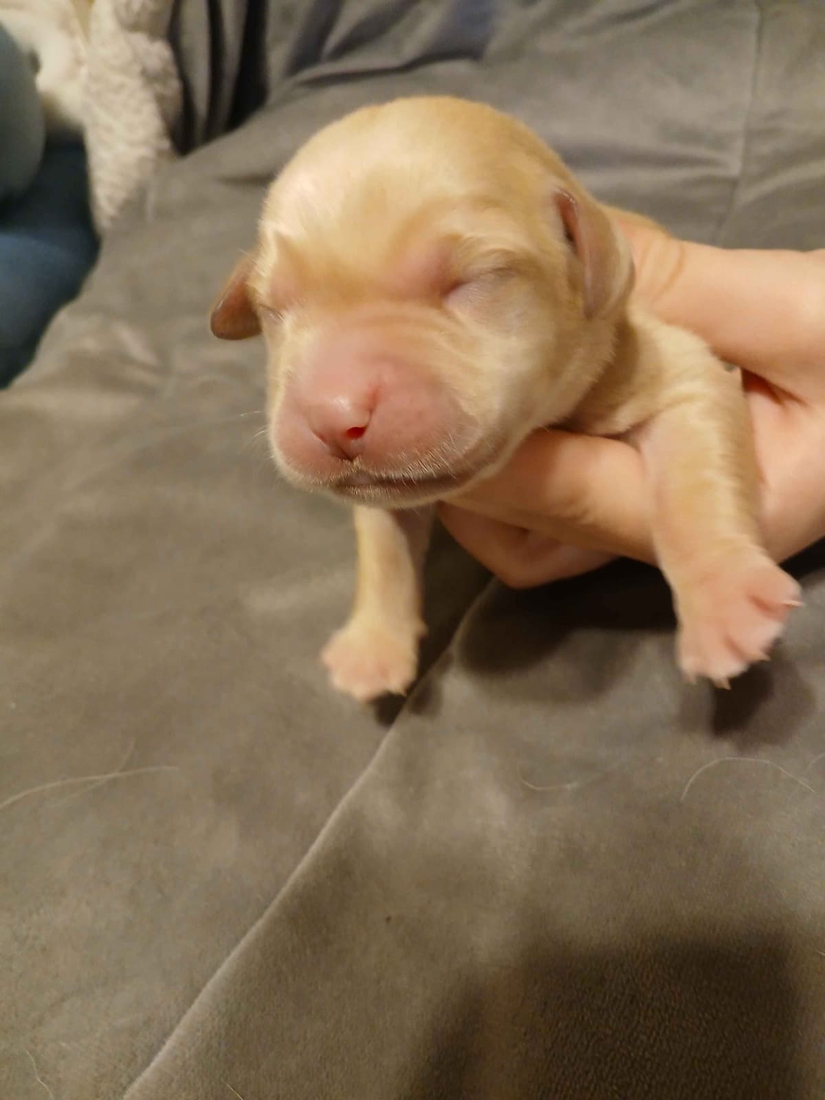 Labrador Retriever Puppies breeder image 6