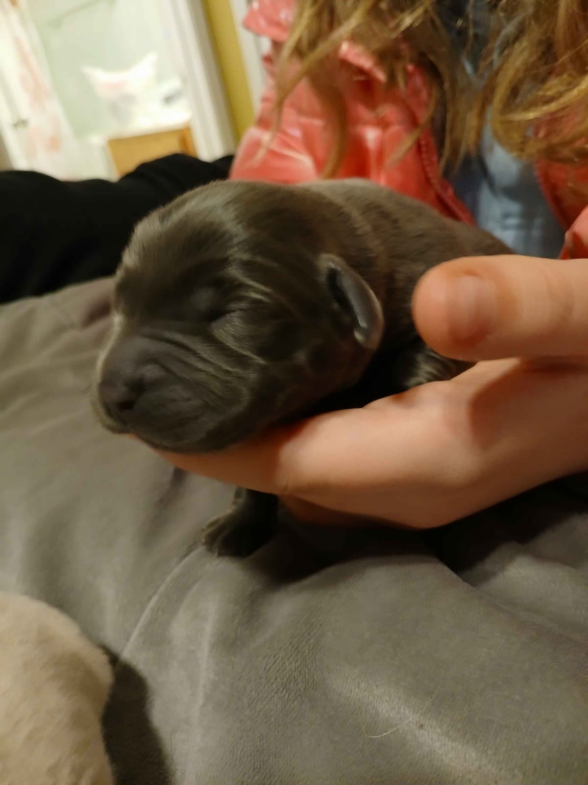 Labrador Retriever Puppies breeder image 11