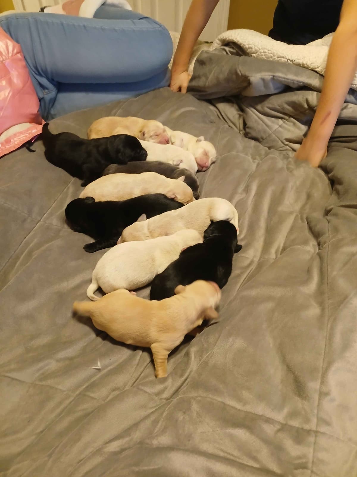 Labrador Retriever Puppies breeder image 12