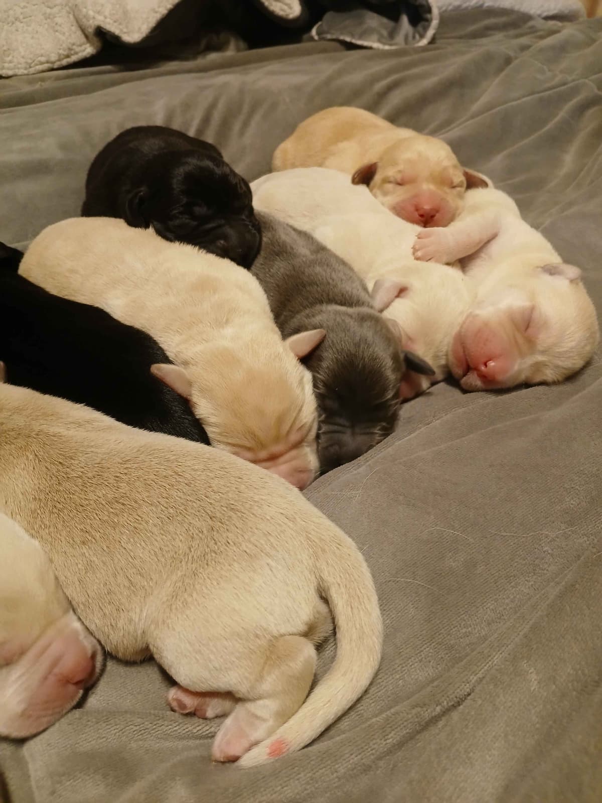 Labrador Retriever Puppies breeder image 15
