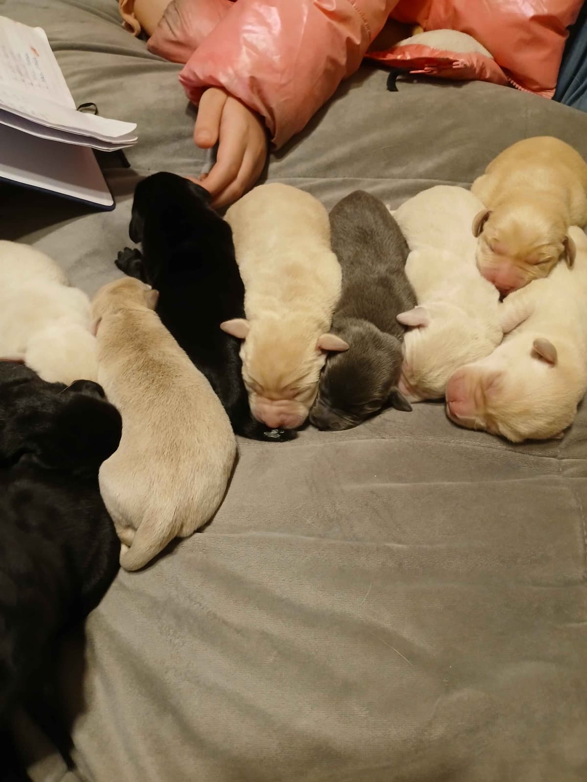 Labrador Retriever Puppies breeder image 13