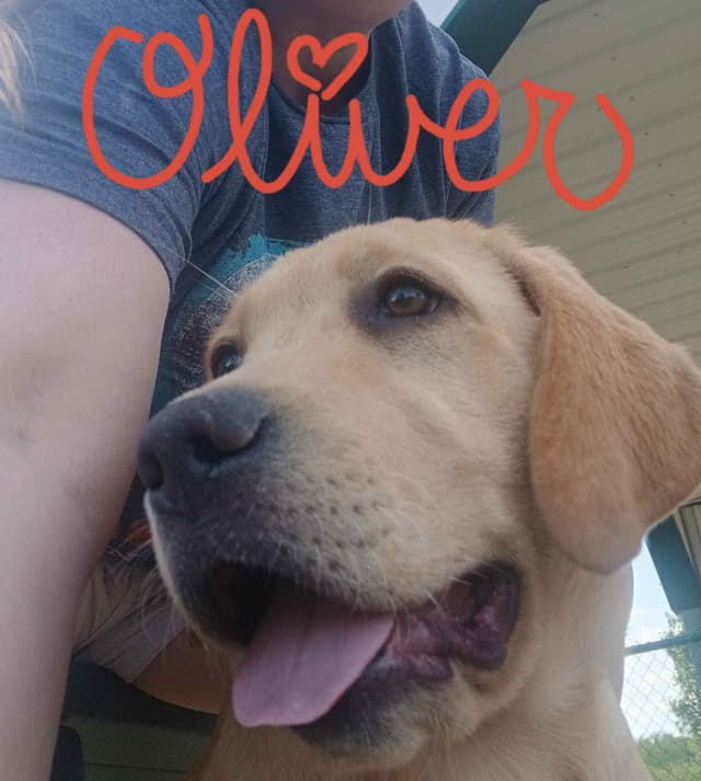 Labrador Retriever Puppies media 3