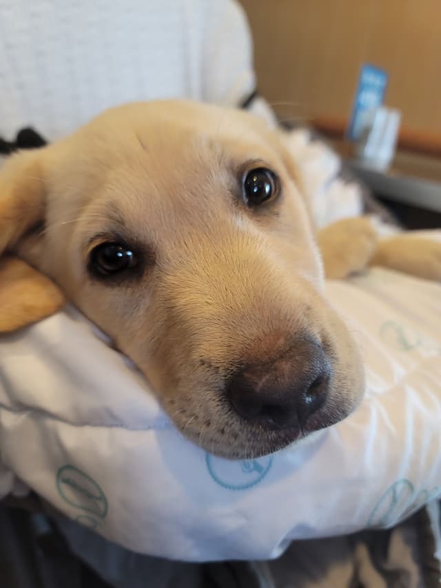 Labrador Retriever Puppies media 2