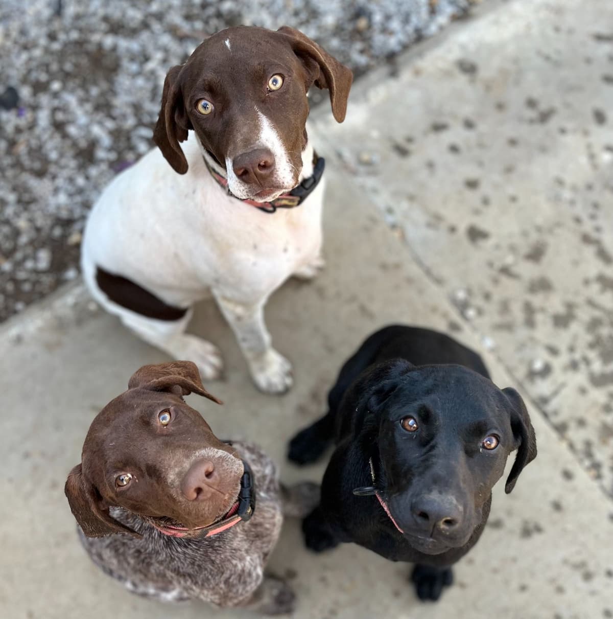 German Shorthaired Pointer Puppies breeder image 1