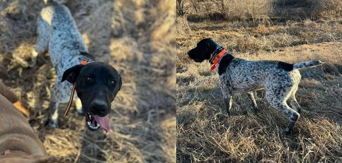 German Shorthaired Pointer Puppies breeder image 4