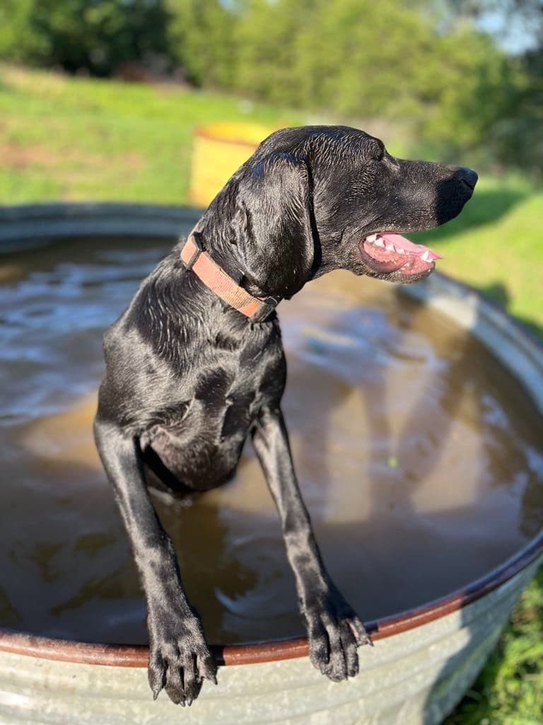 German Shorthaired Pointer Puppies breeder image 3