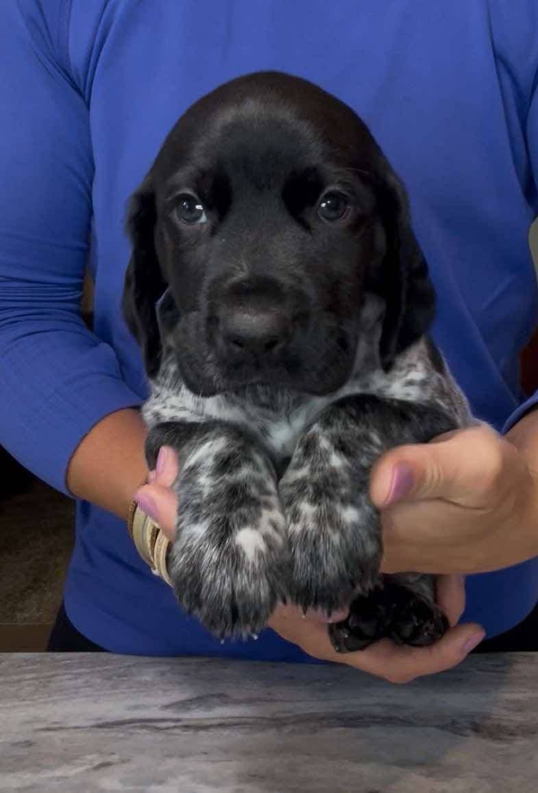 German Shorthaired Pointer Puppies breeder image 6