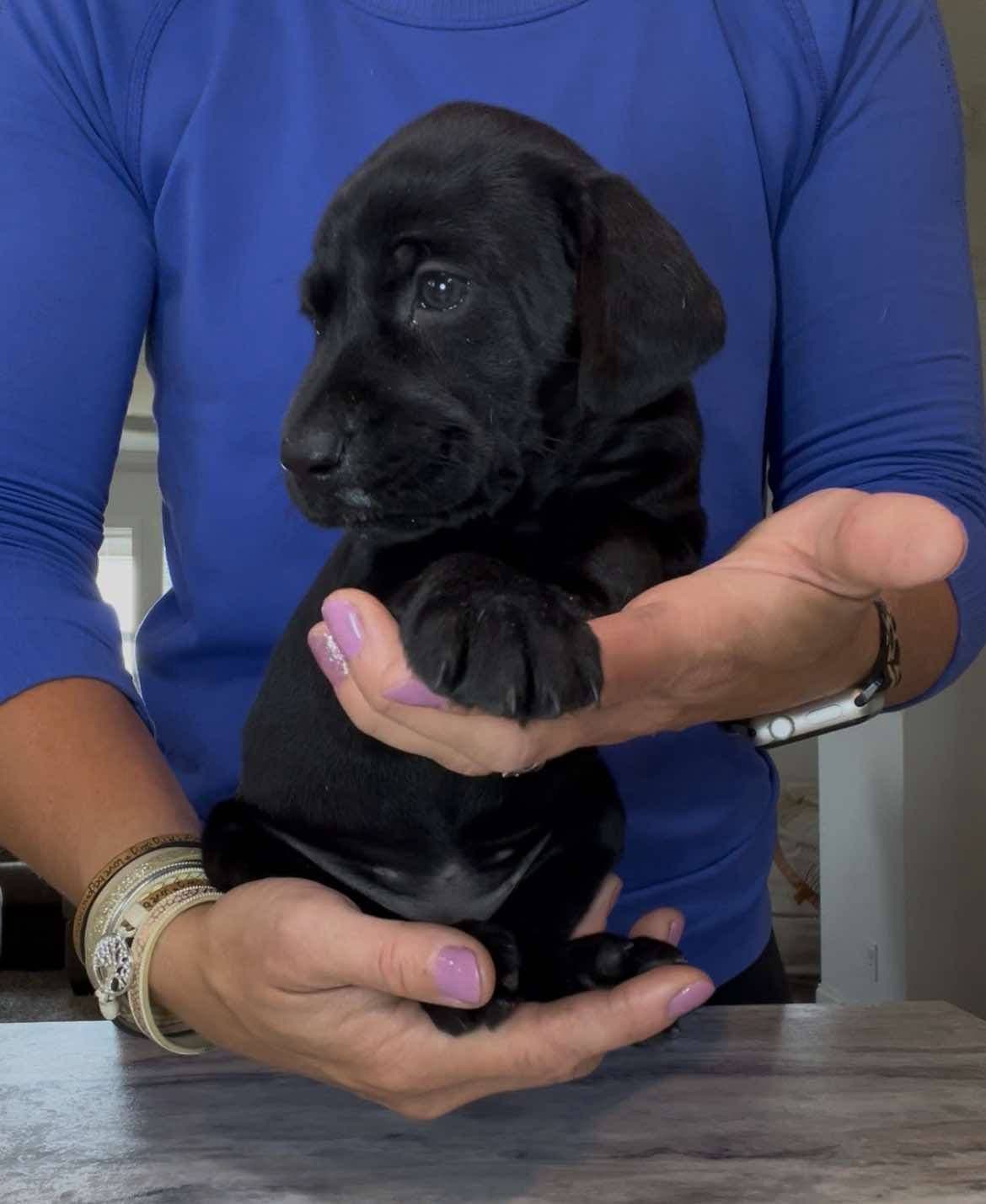 German Shorthaired Pointer Puppies breeder image 11