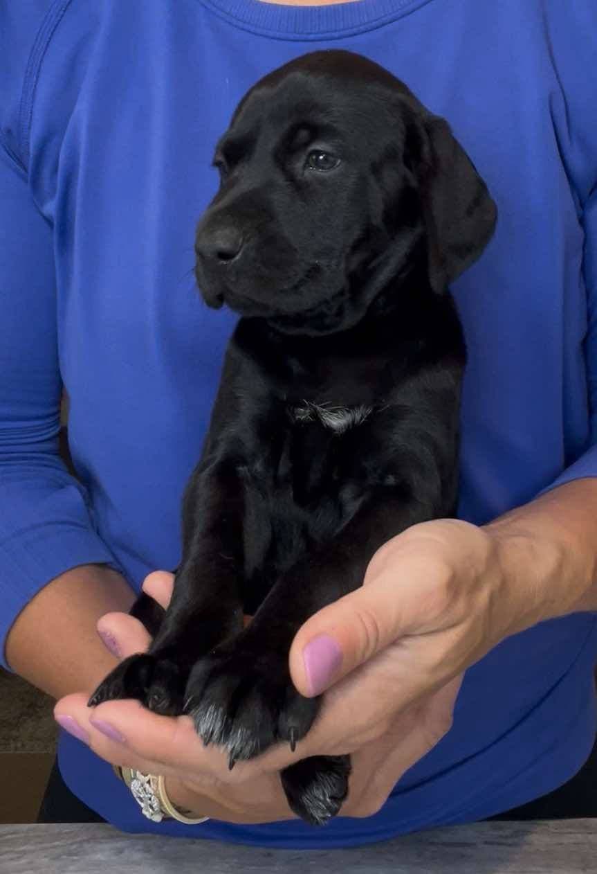 German Shorthaired Pointer Puppies breeder image 9