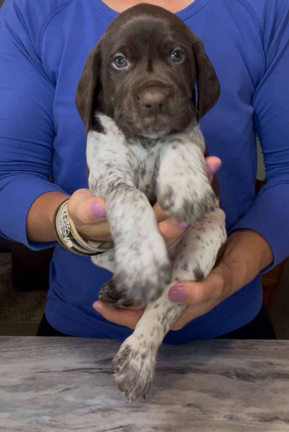 German Shorthaired Pointer Puppies breeder image 12