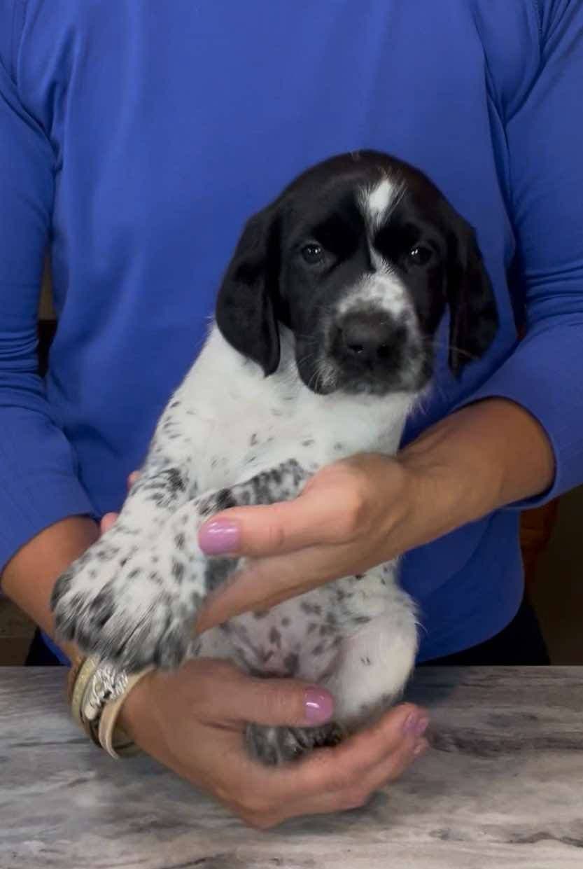 German Shorthaired Pointer Puppies breeder image 8