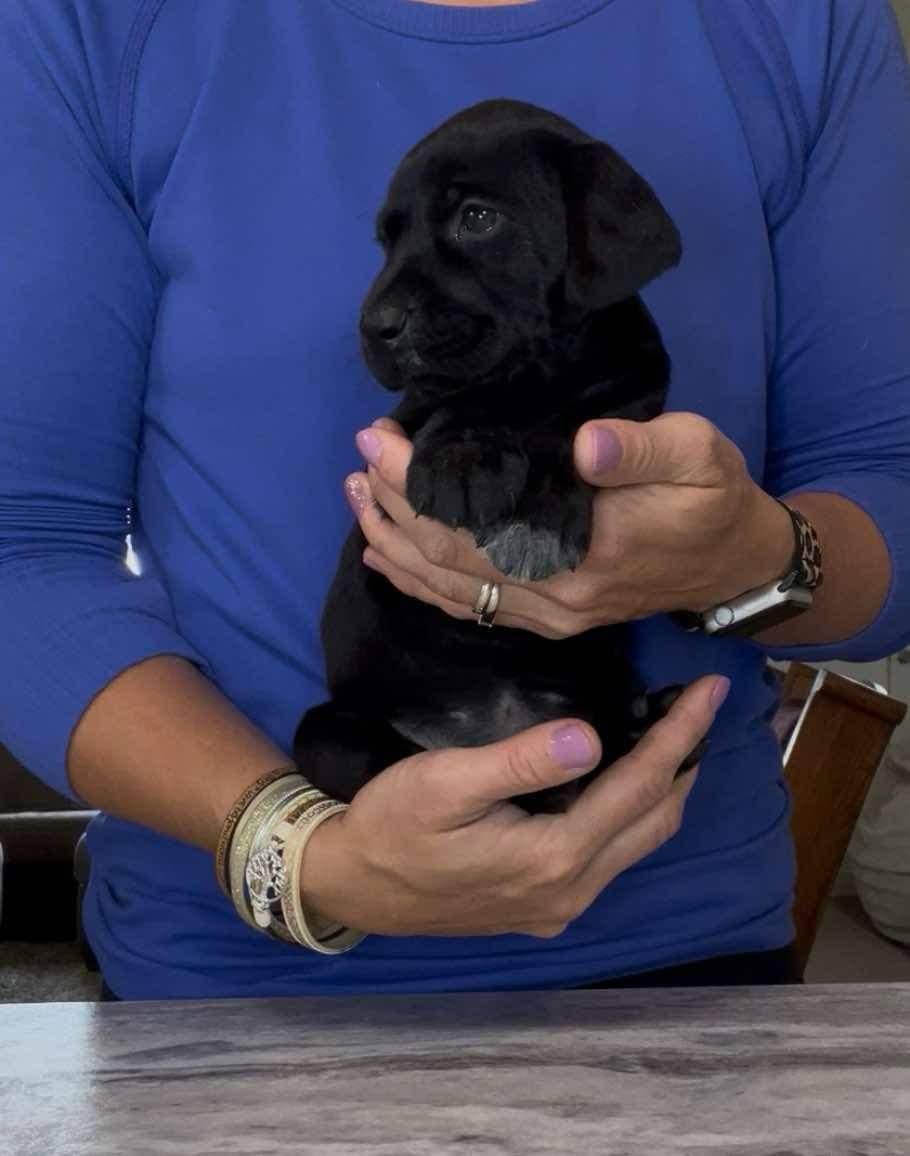 German Shorthaired Pointer Puppies breeder image 7