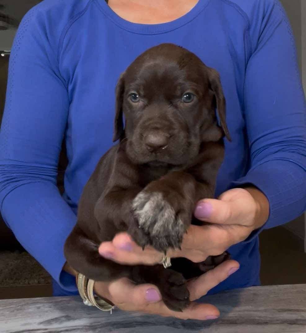 German Shorthaired Pointer Puppies breeder image 10