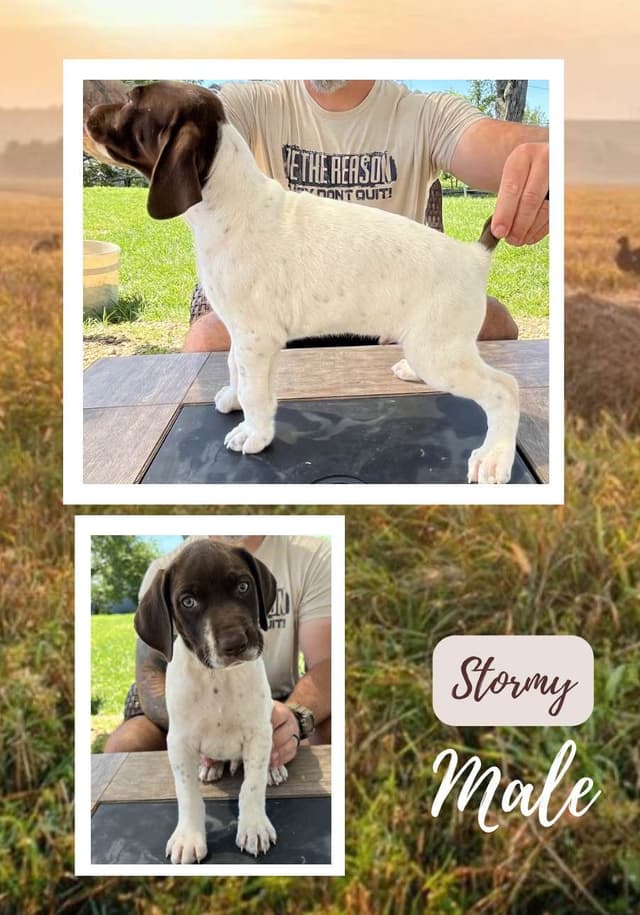 German Shorthaired Pointer Puppies media 4