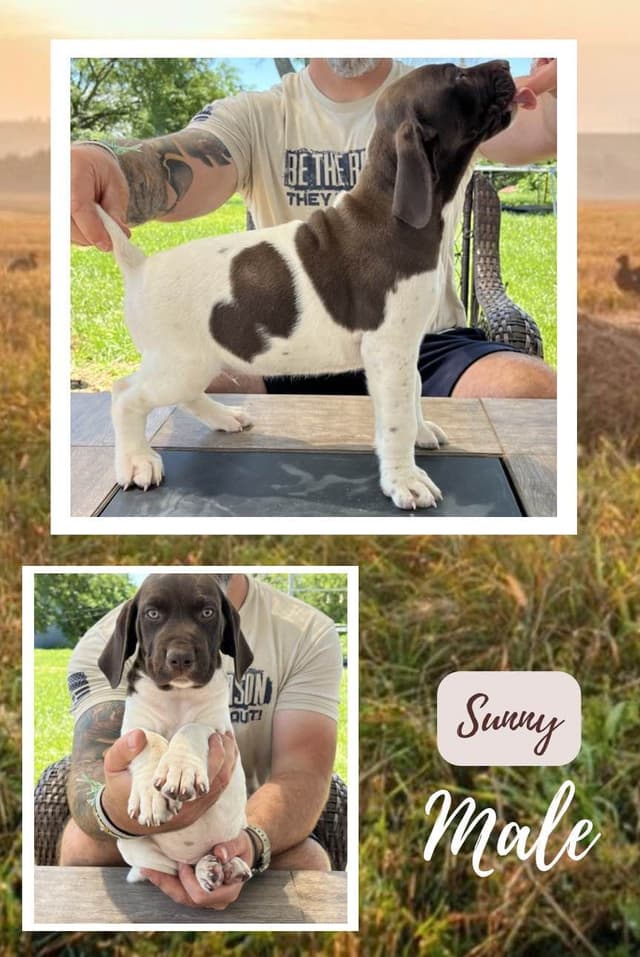 German Shorthaired Pointer Puppies media 5