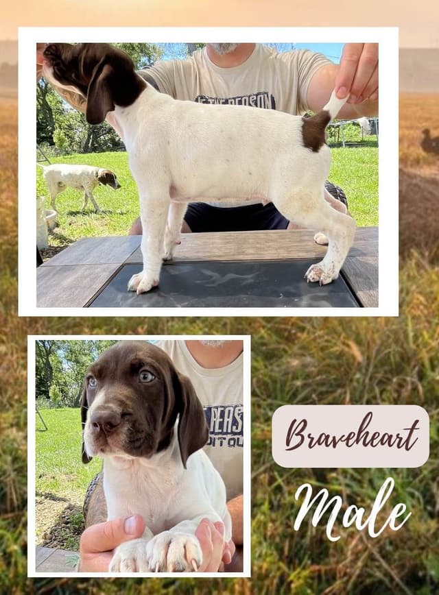 German Shorthaired Pointer Puppies media 6