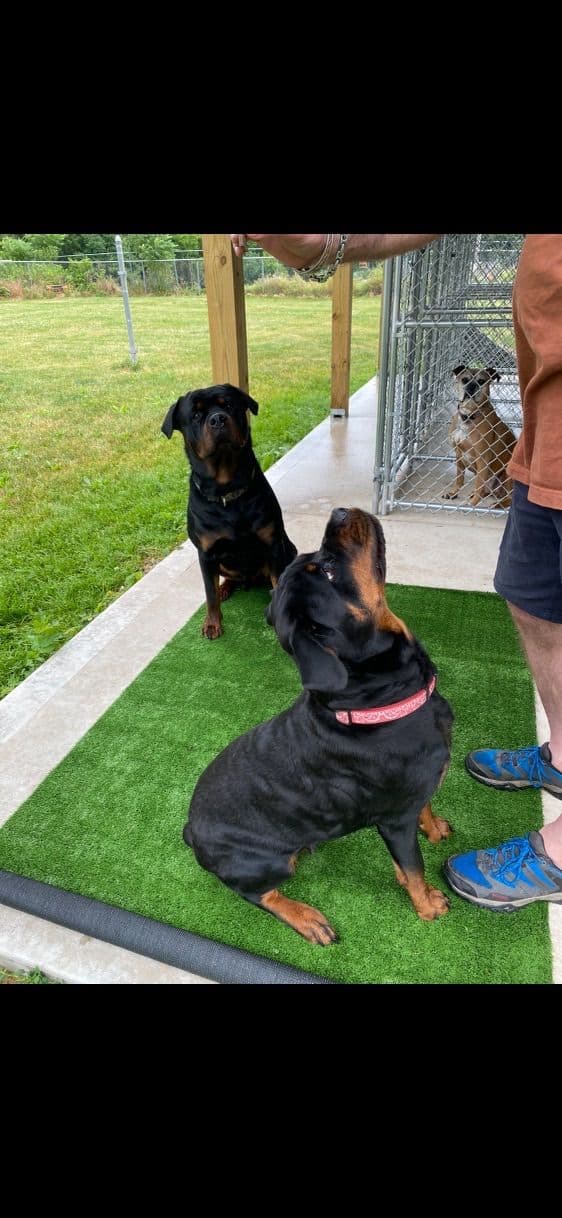 Rottweiler Puppies media 2