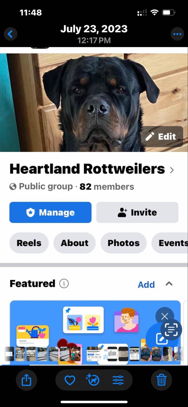 Rottweiler Puppies media 3