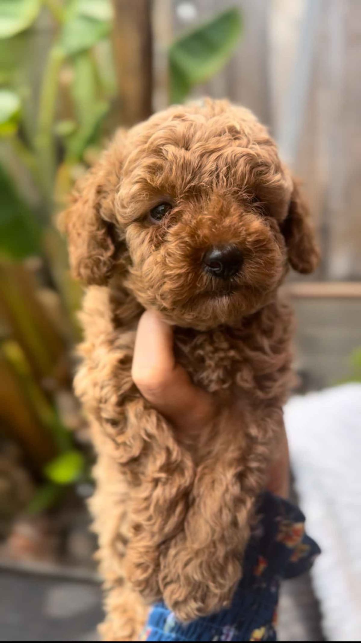Mother's day Special!  Toy Red/apricot breeder image 1