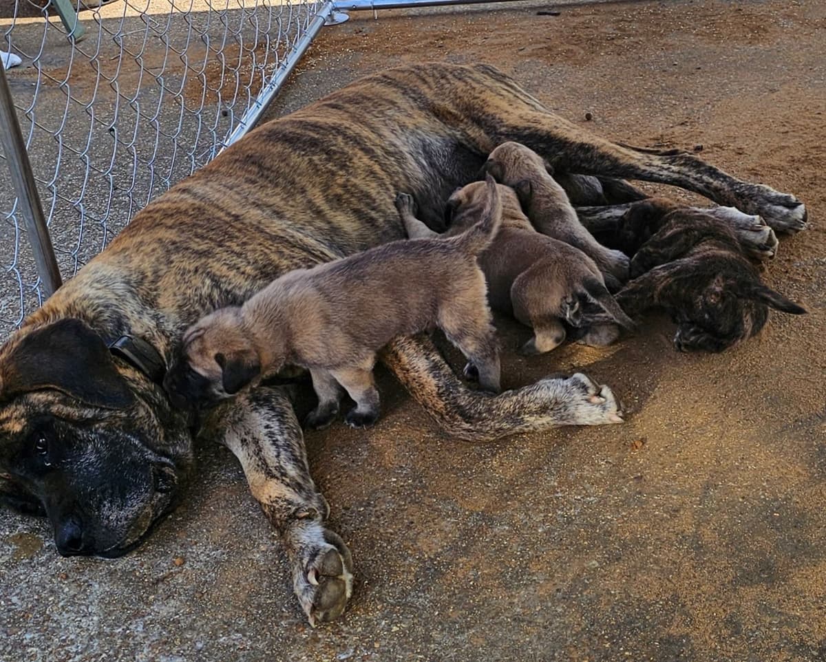 English Mastiff Puppies breeder image 2