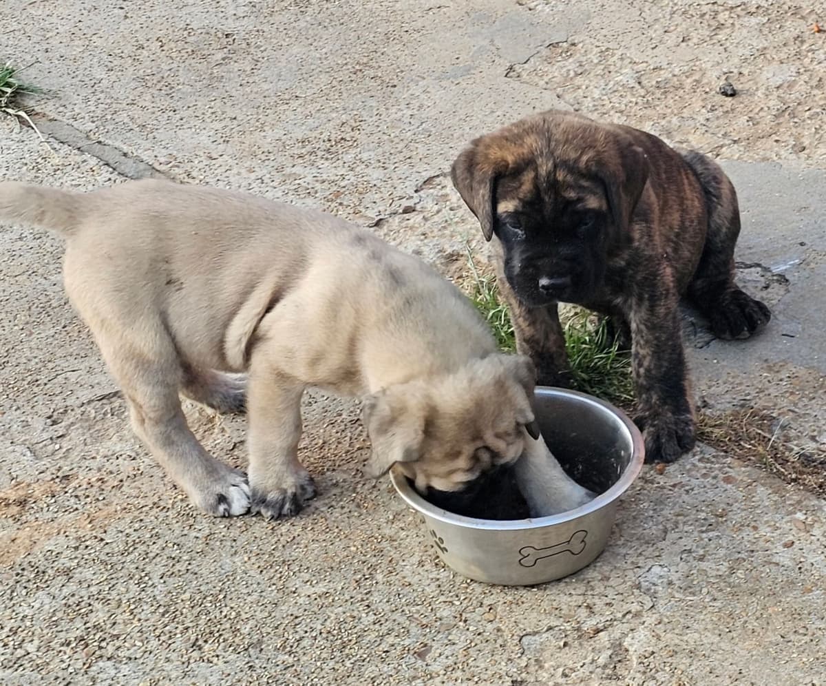 English Mastiff Puppies breeder image 4
