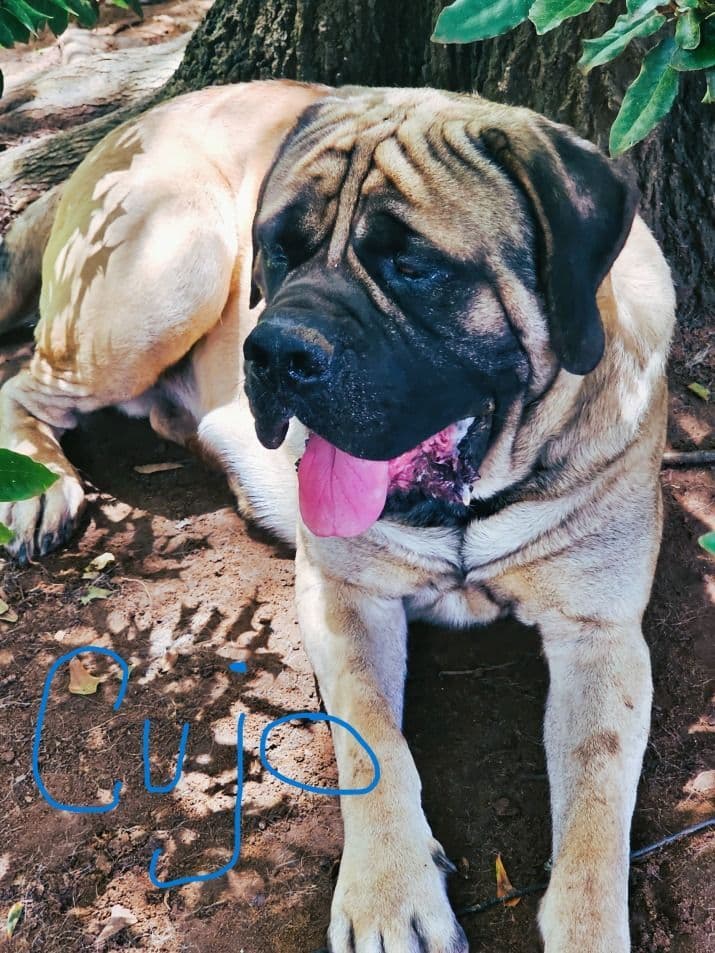 English Mastiff Puppies breeder image 6