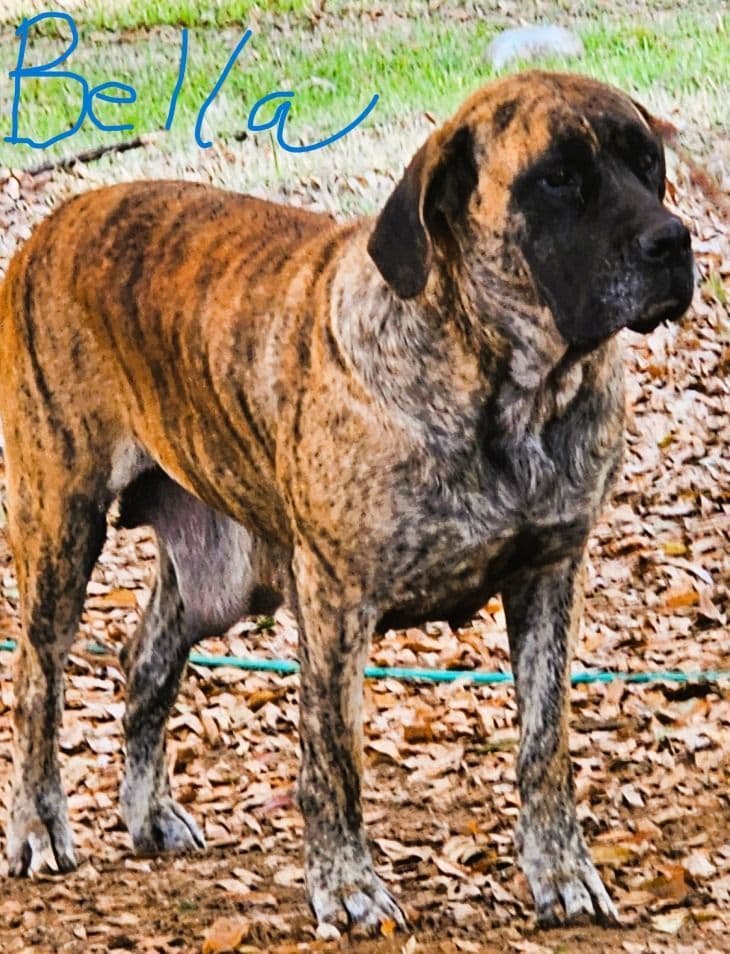 English Mastiff Puppies breeder image 7
