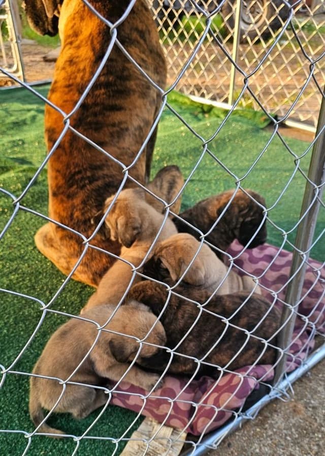 English Mastiff Puppies media 2