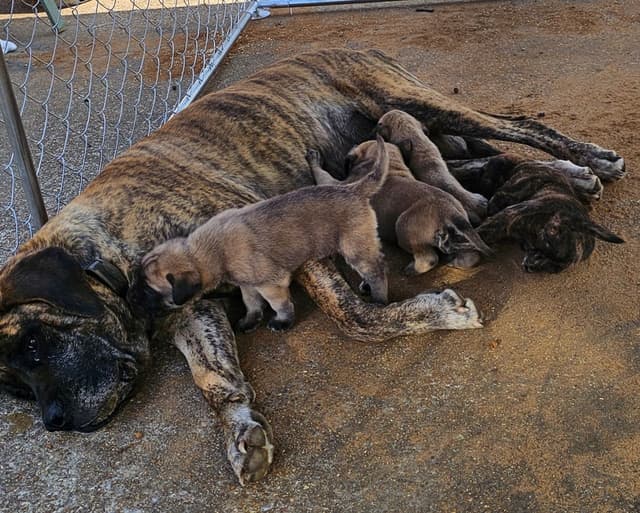 English Mastiff Puppies media 4