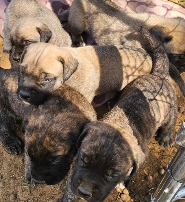 English Mastiff Puppies media 5