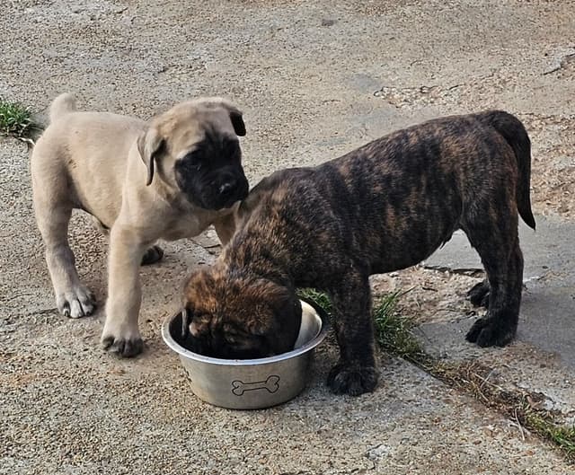 English Mastiff Puppies media 3