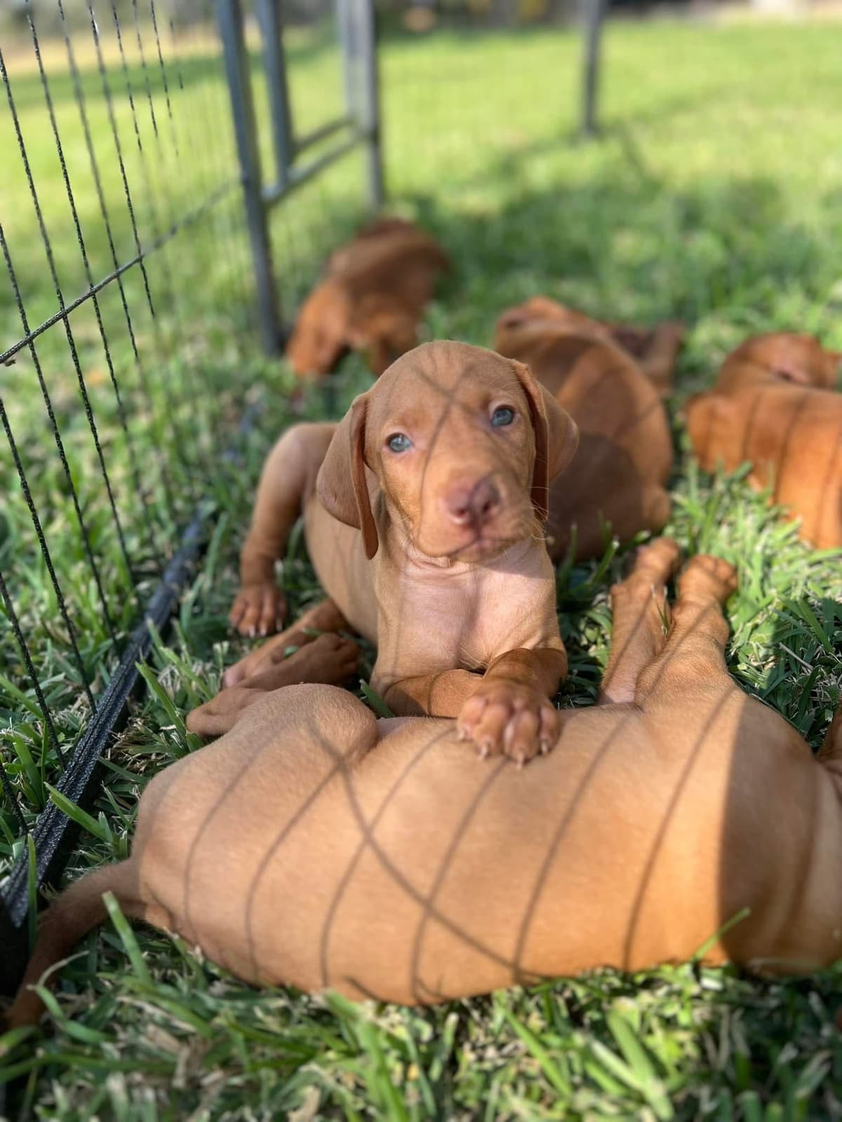 Vizsla Puppies breeder image 1