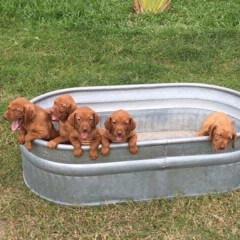 Vizsla Puppies breeder image 2