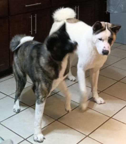 Akita Puppies breeder image 1