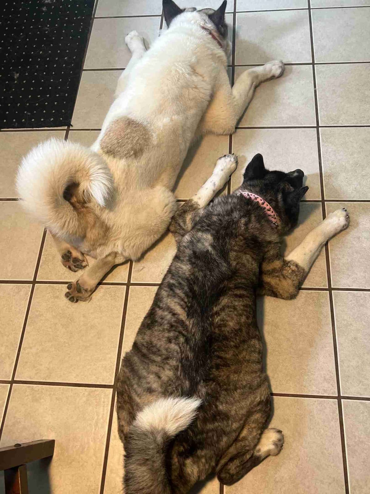 Akita Puppies breeder image 2