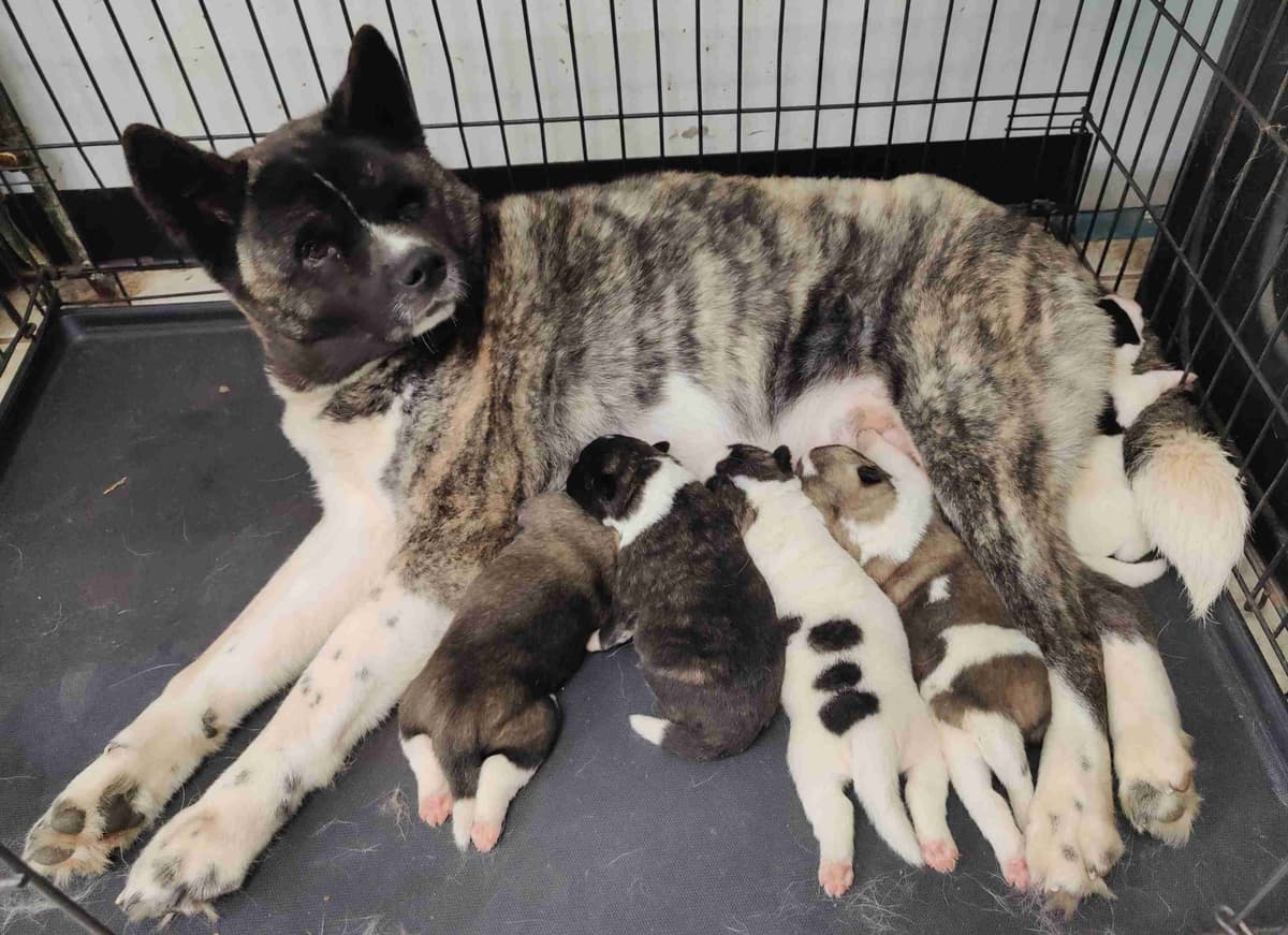 Akita Puppies breeder image 4