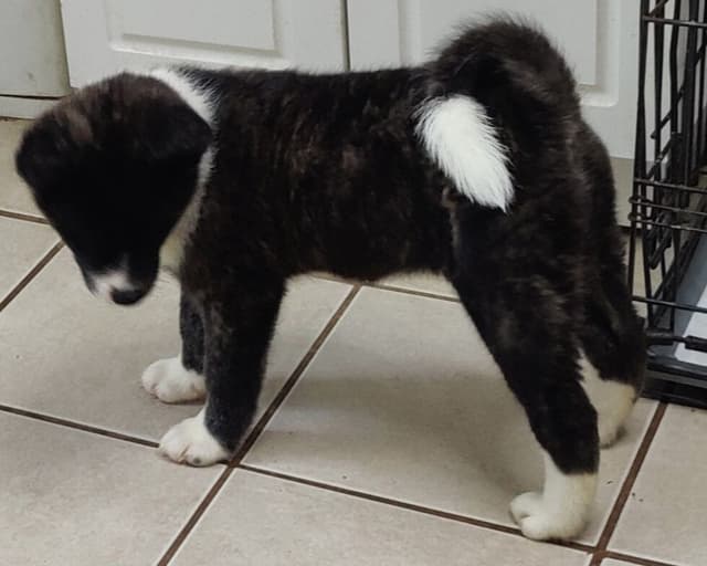 Akita Puppies media 2