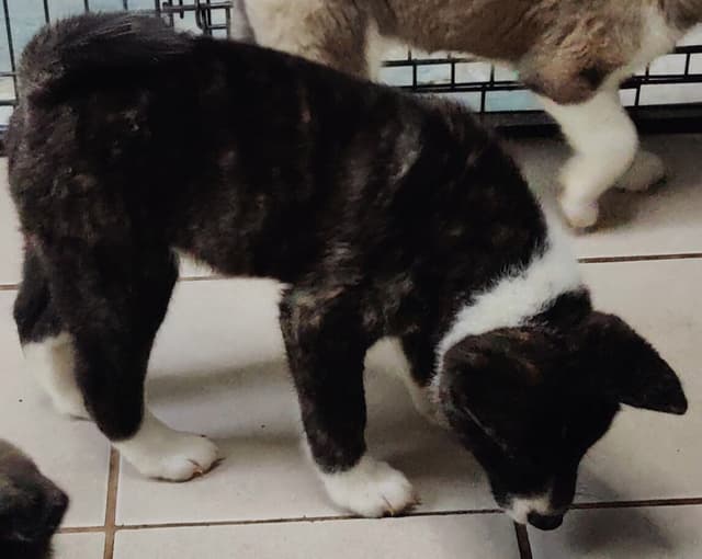 Akita Puppies media 4
