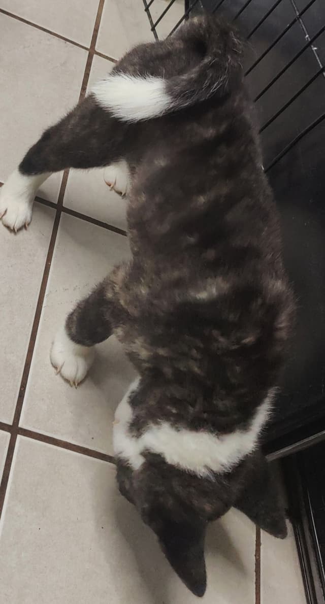Akita Puppies media 6