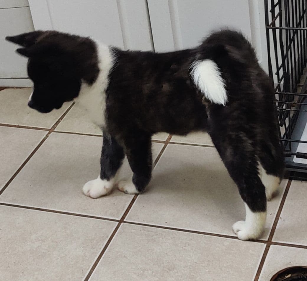 Akita Puppies breeder image 7