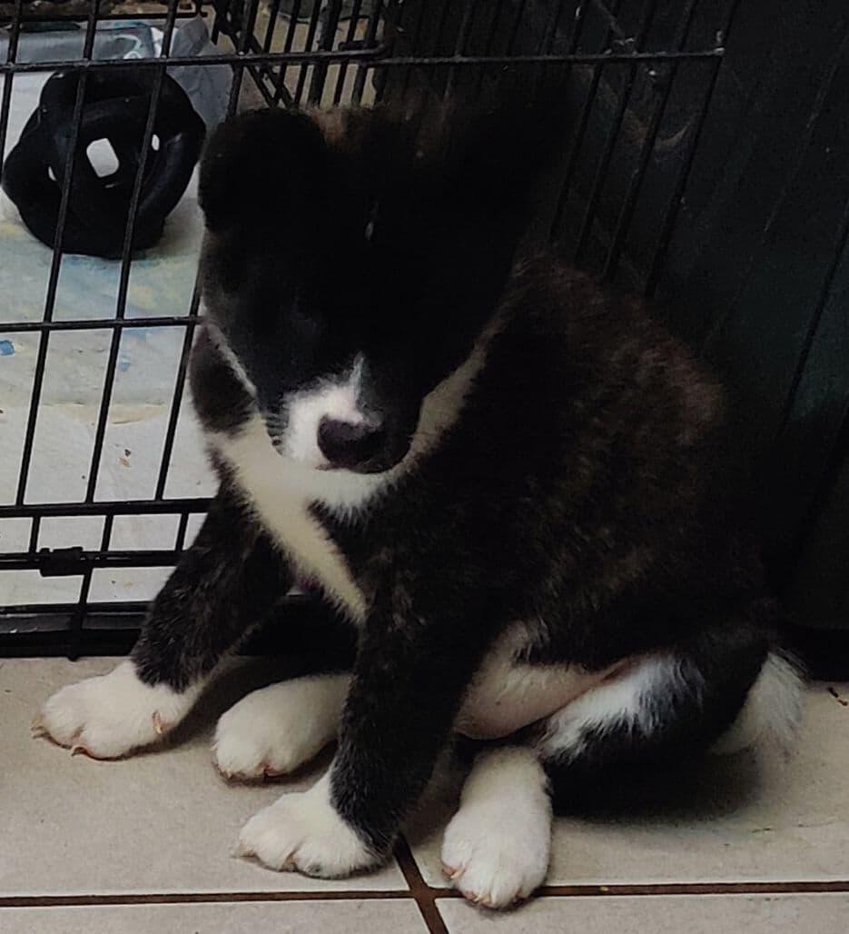 Akita Puppies breeder image 8
