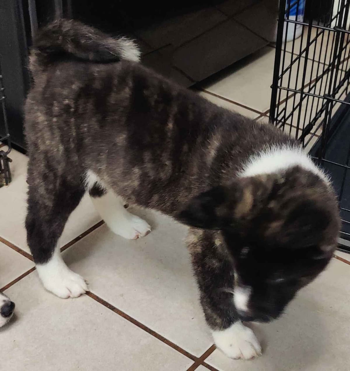 Akita Puppies breeder image 9