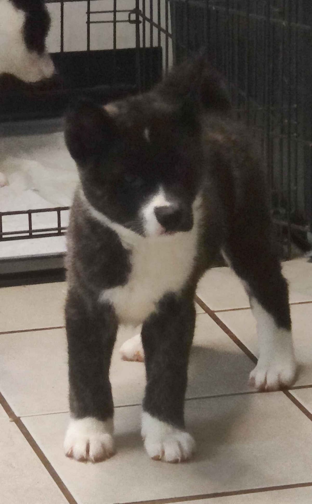 Akita Puppies breeder image 14