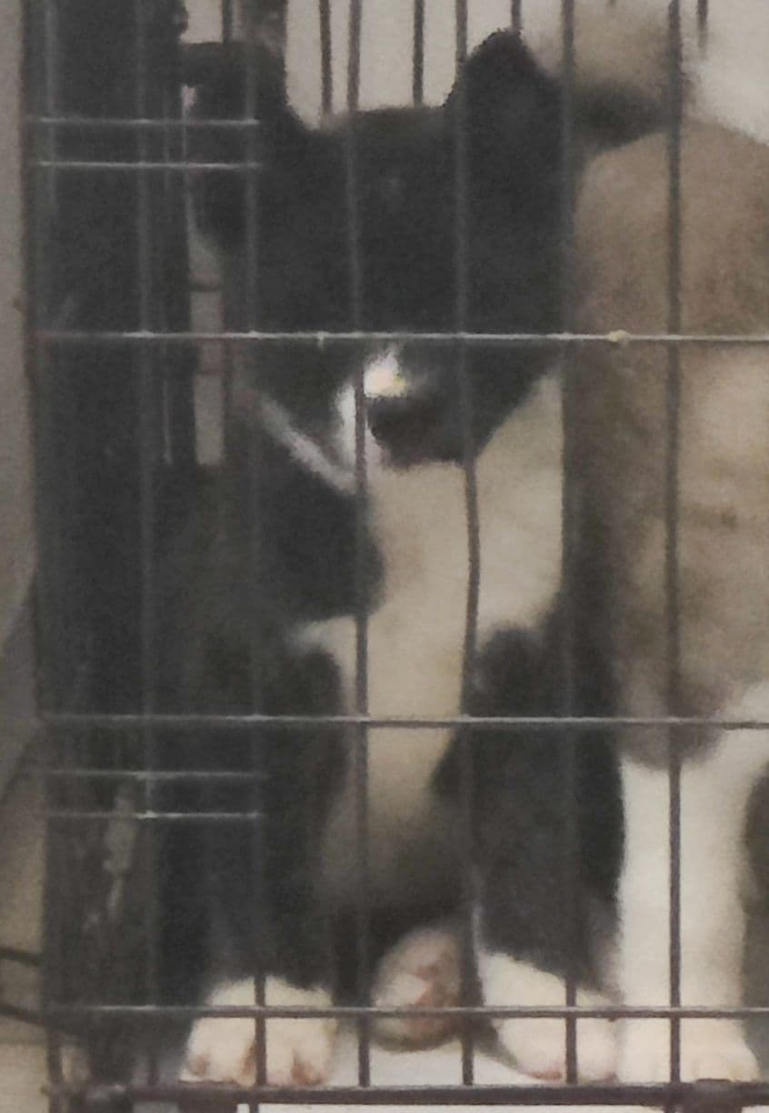 Akita Puppies breeder image 11